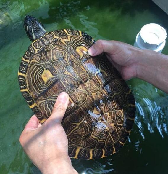 甜甜圈龟到底是什么龟种,养甜甜圈龟的正确方法