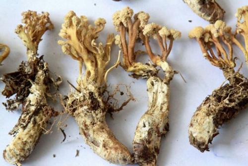 金蝉花中药怎么食用,药食同源话蝉花