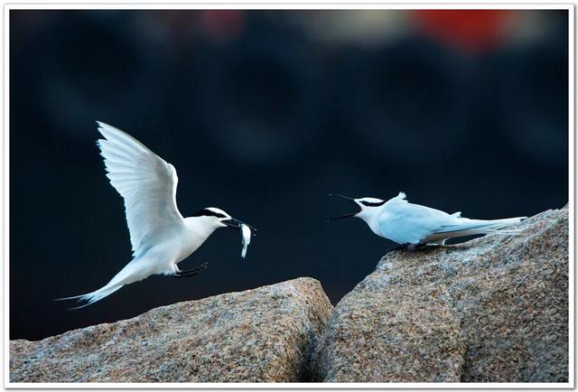 从来不会想起永远不会忘记歌词,从来不会想起永远不会忘记啥意思