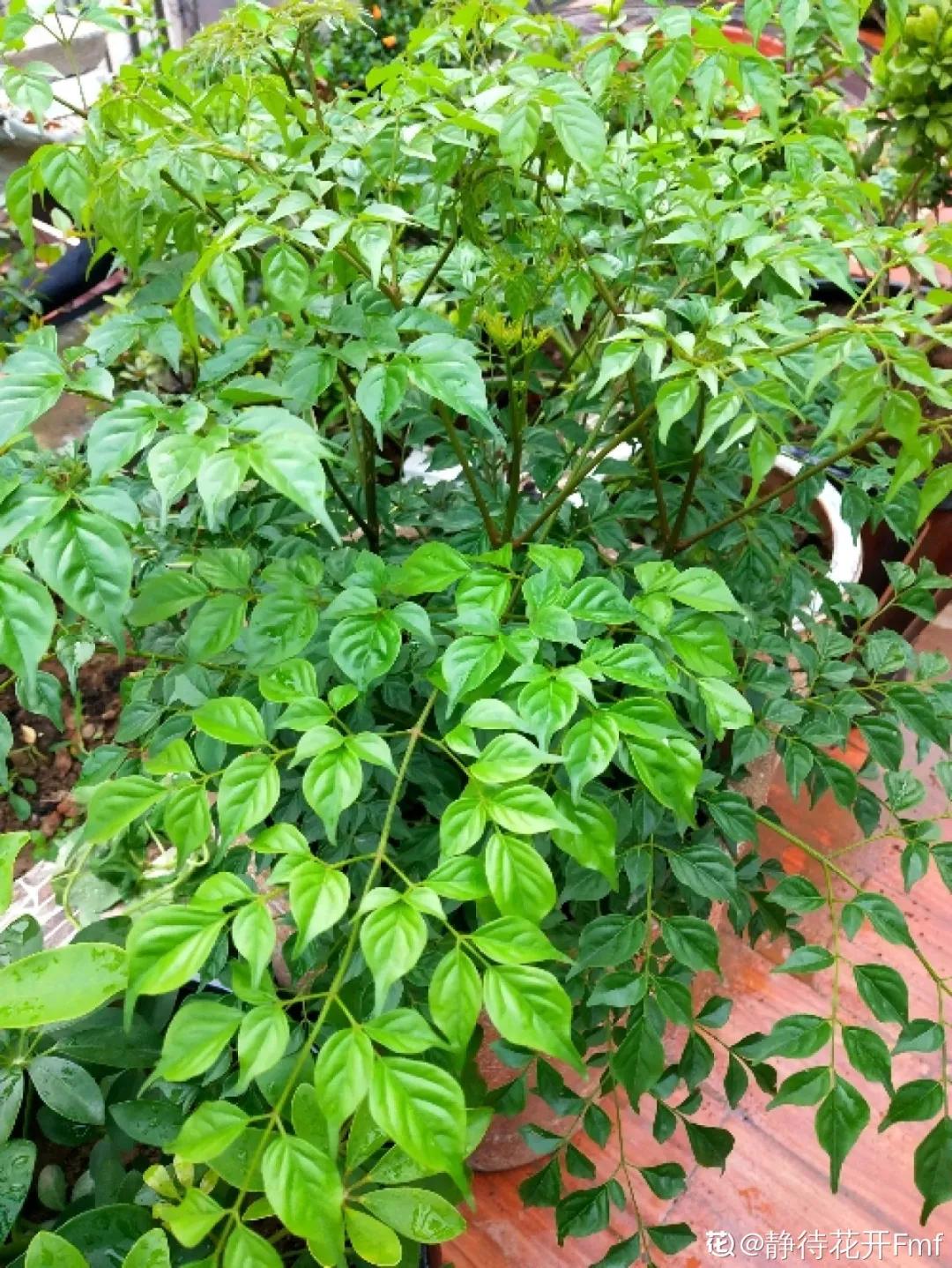 教你如何避开假货买到真品,一张图告诉你怎样分辨假货