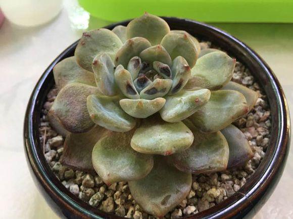 多肉冻伤的叶片要摘掉吗,多肉冻伤怎么救