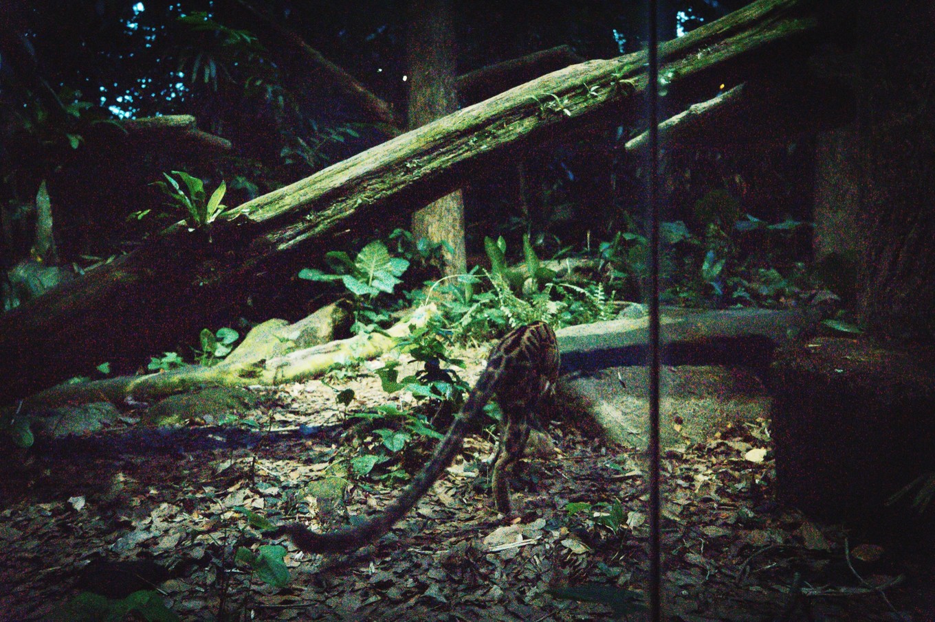 中国蝙蝠动物园,中国有蝙蝠的动物园