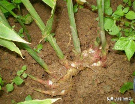 冬吃萝卜夏吃姜但你的姜吃对了吗,冬吃萝卜夏吃姜你真的适合吃姜吗