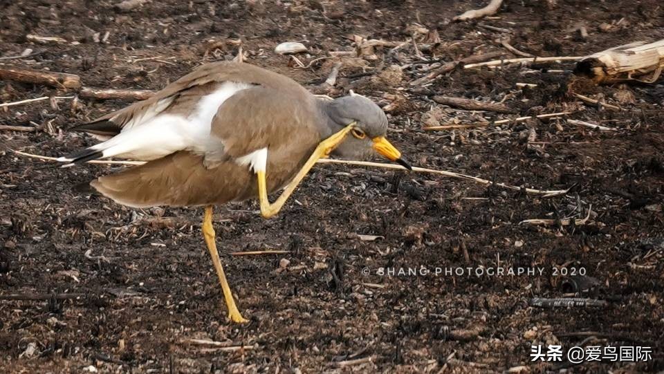 鐖遍笩绉戞櫘楦熺被鎽勫奖,鐖遍笩鎶ら笩绉戞櫘