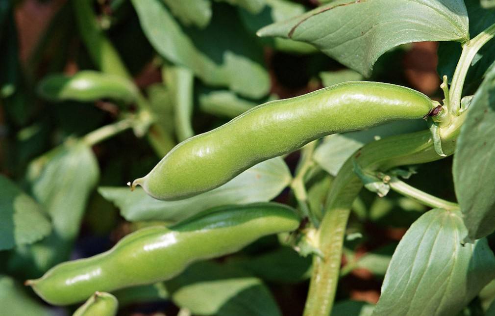 重庆怪味豆的胡豆是蚕豆吗,重庆的怪味胡豆怎么形容