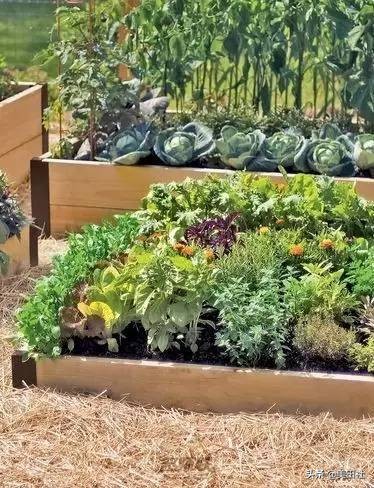 怎么样能纸上种菜,在家种菜可以做什么