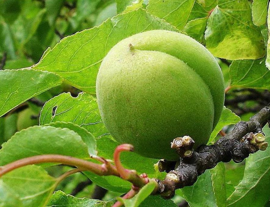 百种味道的果子,百种果实图片