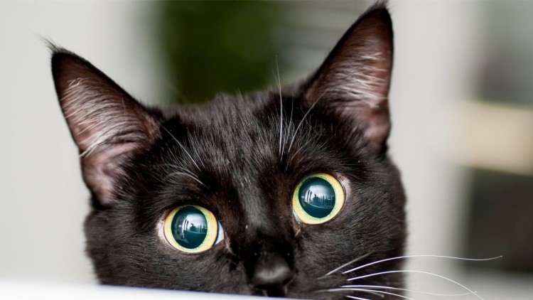 猫咪长年溜眼是怎么回事,猫咪有必要清理耳朵吗