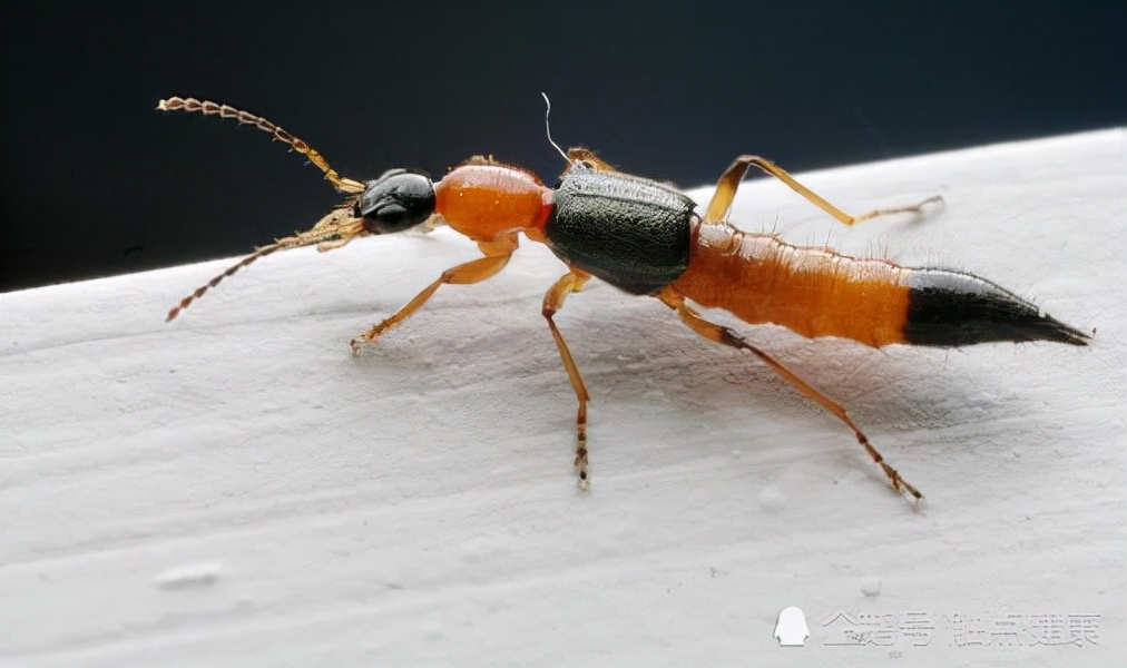 隐翅虫主要分布广东,罕见大量隐翅虫入侵