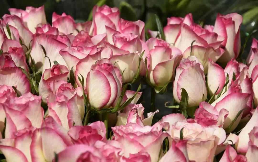 南沙百万葵园玩的景点推荐,广州南沙百万葵园