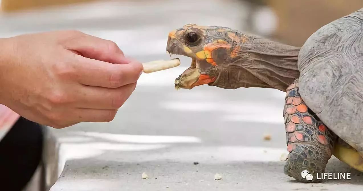 红腿陆龟怎么养活,新手养红腿陆龟准备什么