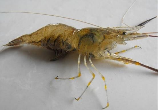 龟类的进化过程图片,龟鳖目动物外形特征