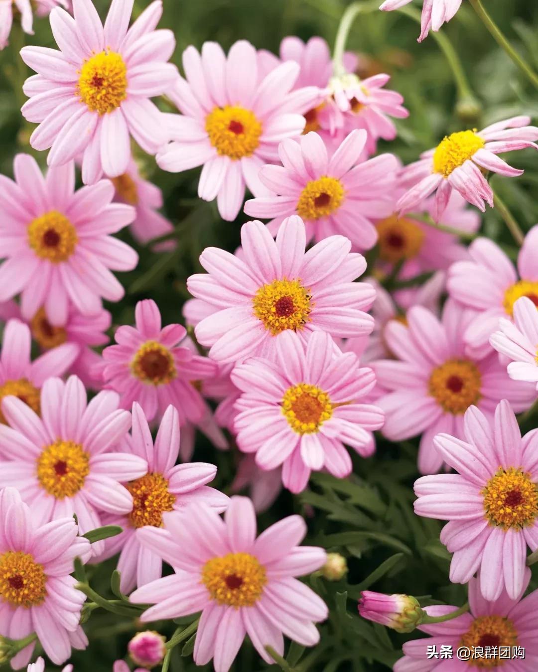 玛格丽特从打顶到爆盆，干货分享