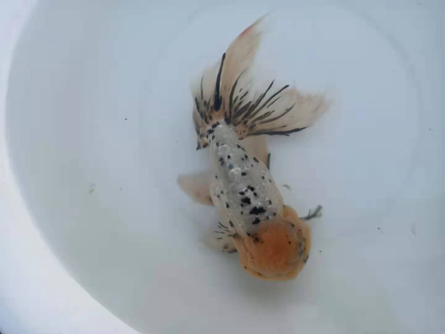 金鱼面临的危机,金鱼夏季怎样预防疾病