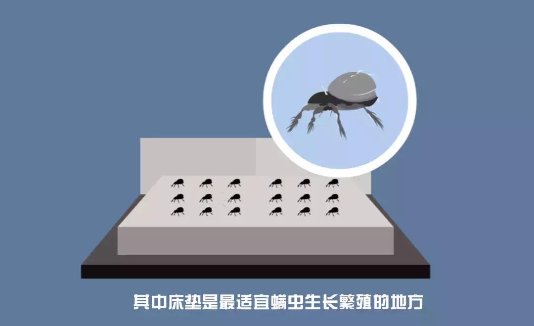 脸部吸螨虫神器真的有效果吗,脸部怎么除螨喷雾好用