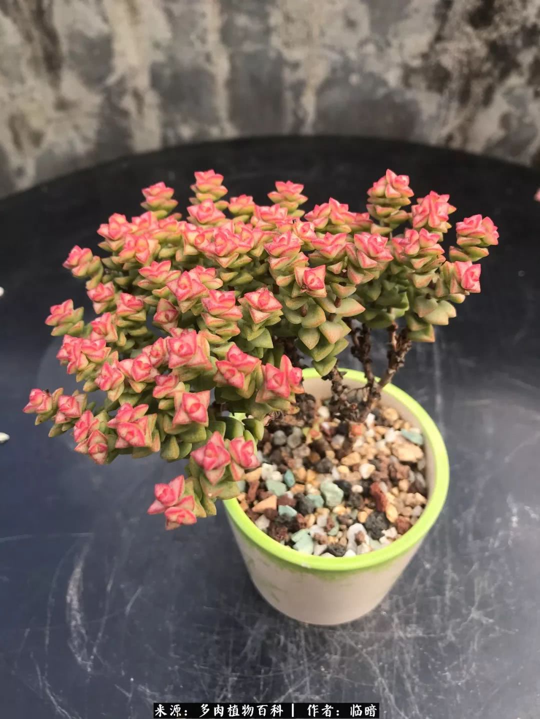 多肉带给我的感情,多肉给人们带什么作用