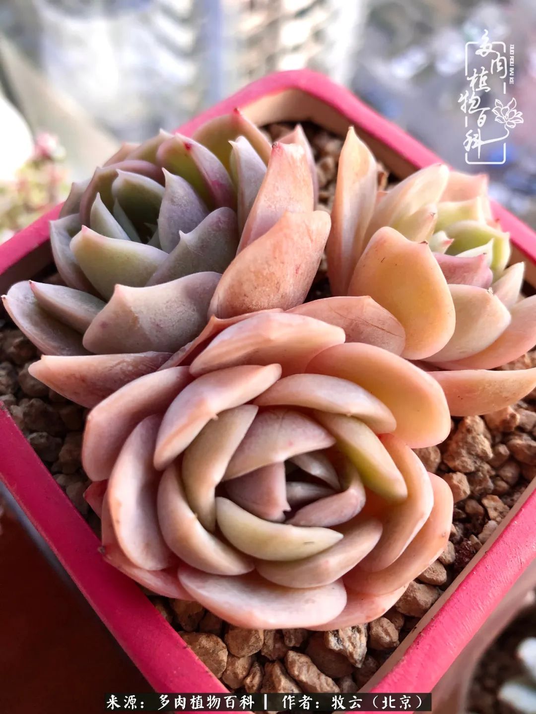 多肉植物生活,多肉生活充满诗意