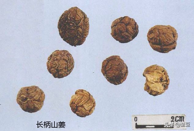 砂仁的好与坏的识别,如何辨别砂仁的真假