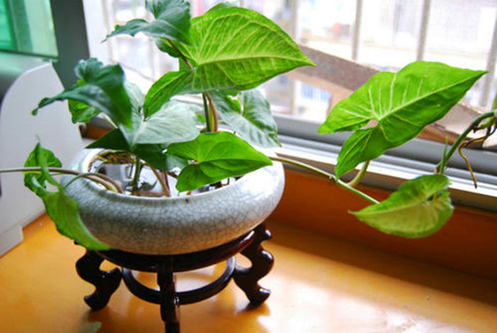 合果芋的叶子发黄怎么办,合果芋叶子焦边怎么处理