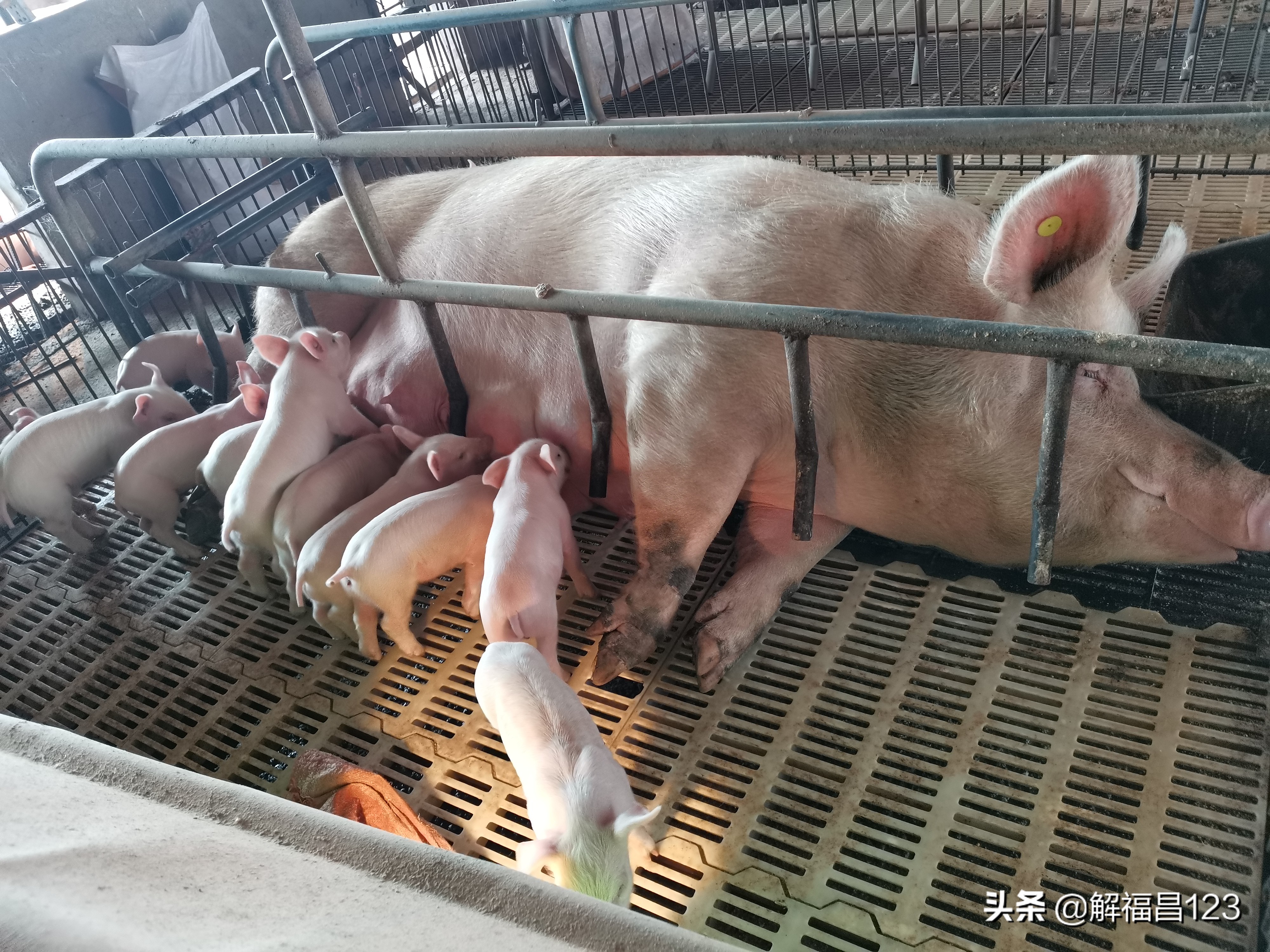 科学养猪，年纯收入200万元，请看养猪达人是怎么做到的