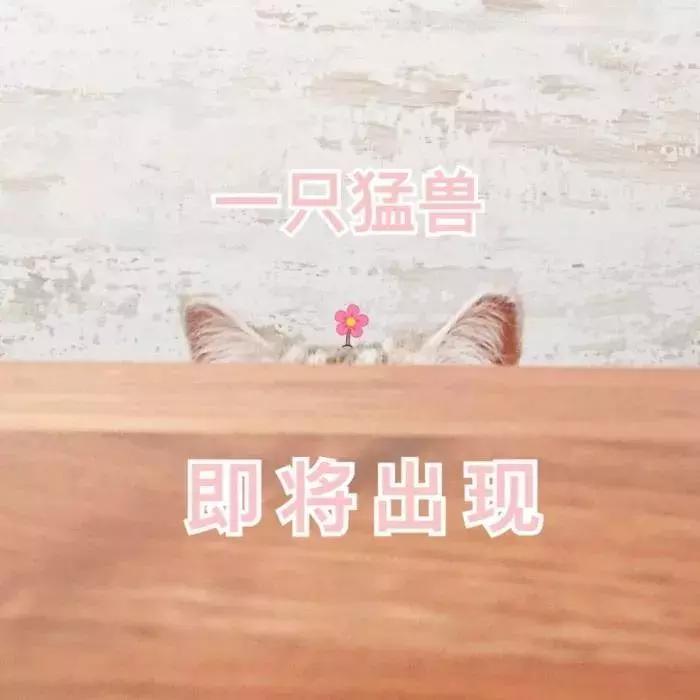 养了九年的猫突然对我有攻击性,养了两年的猫对我特别防备