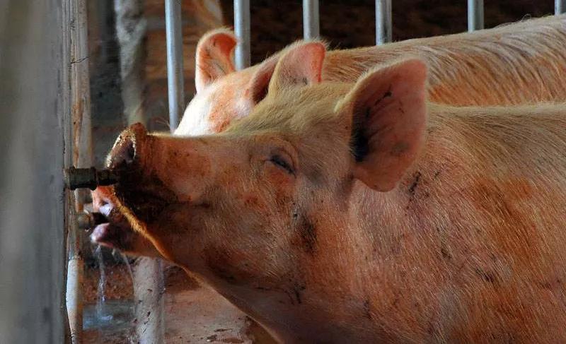 母猪尿石灰尿是咋回事,母猪出现石灰尿是什么原因