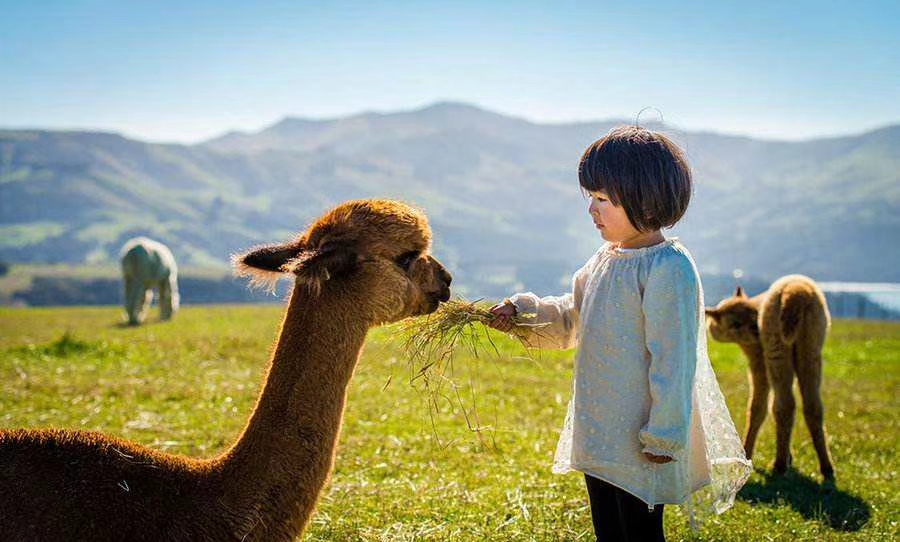 新西兰永居申请澳洲签证,新西兰陪读签证怎么转永居