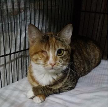 跟着我们猫狗大联盟，你会有喵的！黄阿姨猫咪领养专场