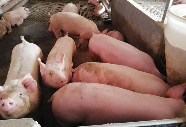 仔猪拉稀不吃能灌生鸡蛋吗,仔猪拉稀不吃料