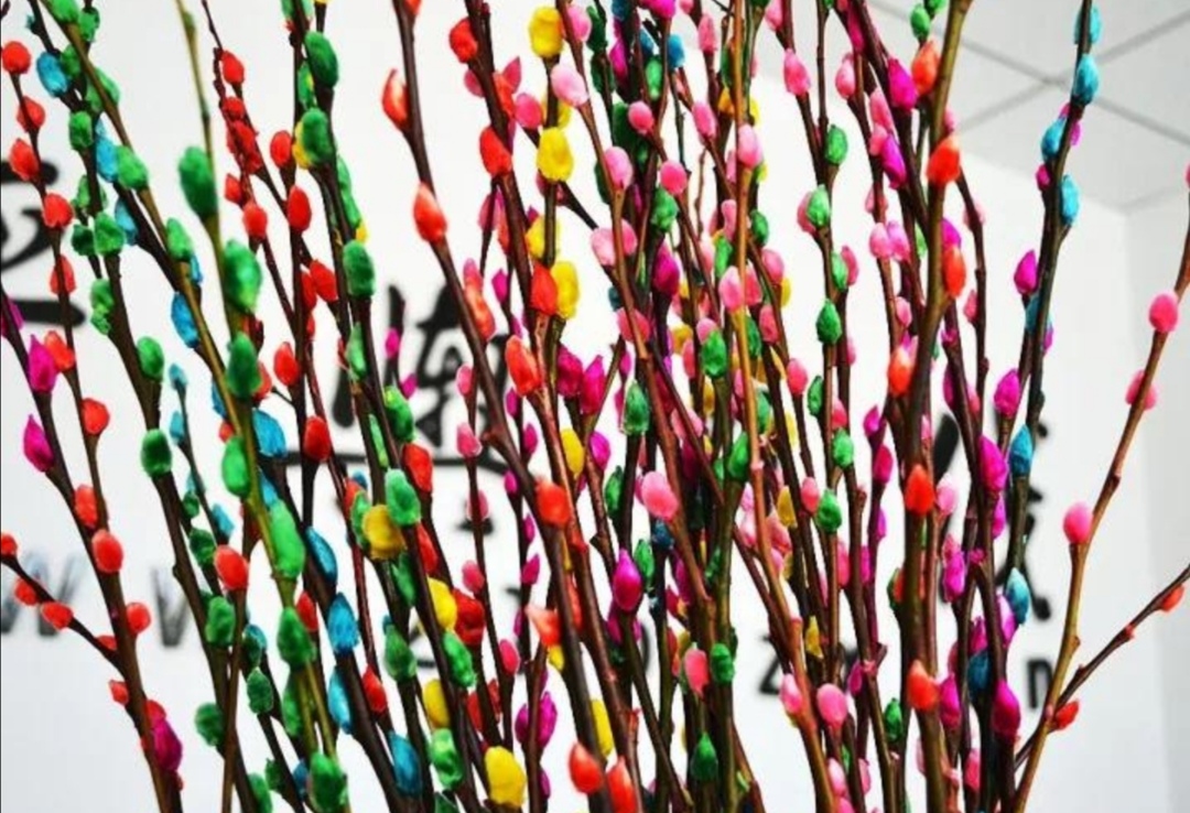 招财银柳冬天能养活吗,银柳可以放在户外盆栽不会死吧