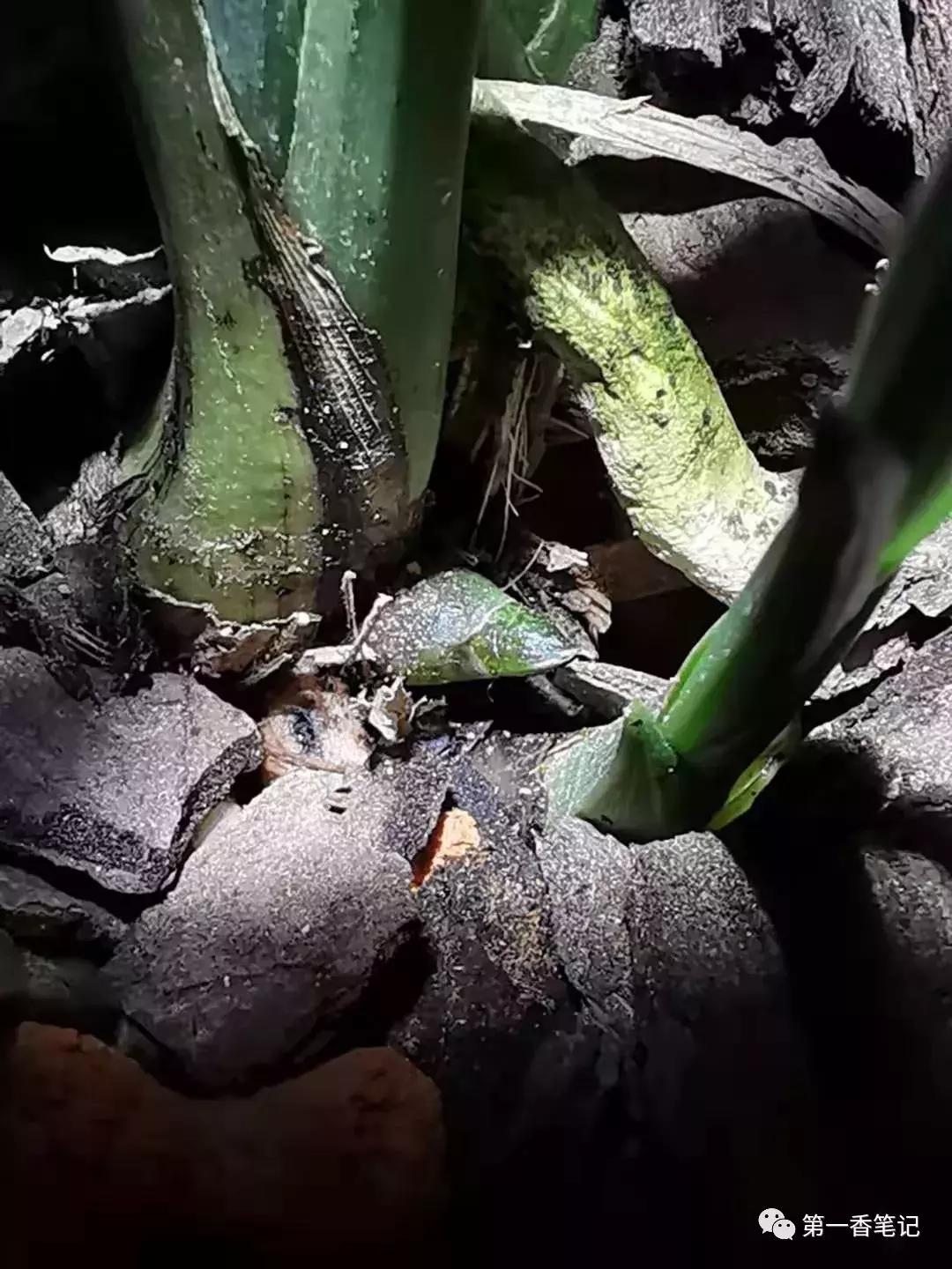 [艺兰频道]一八九：兰花防虫慎用有机磷