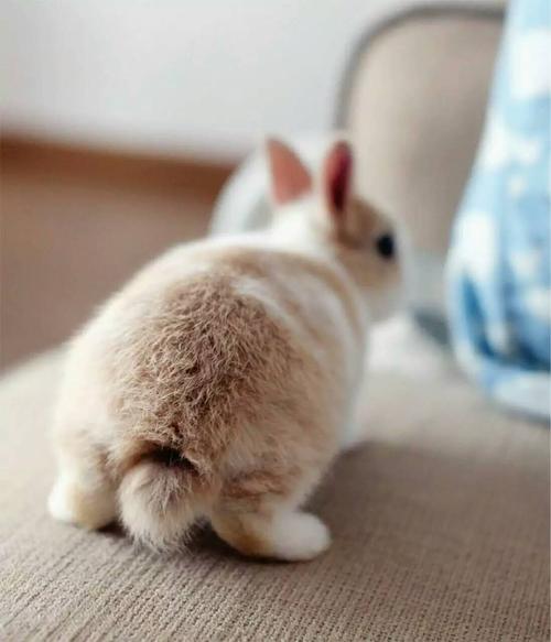 不同宠物花销大盘点原来养它才是真土豪