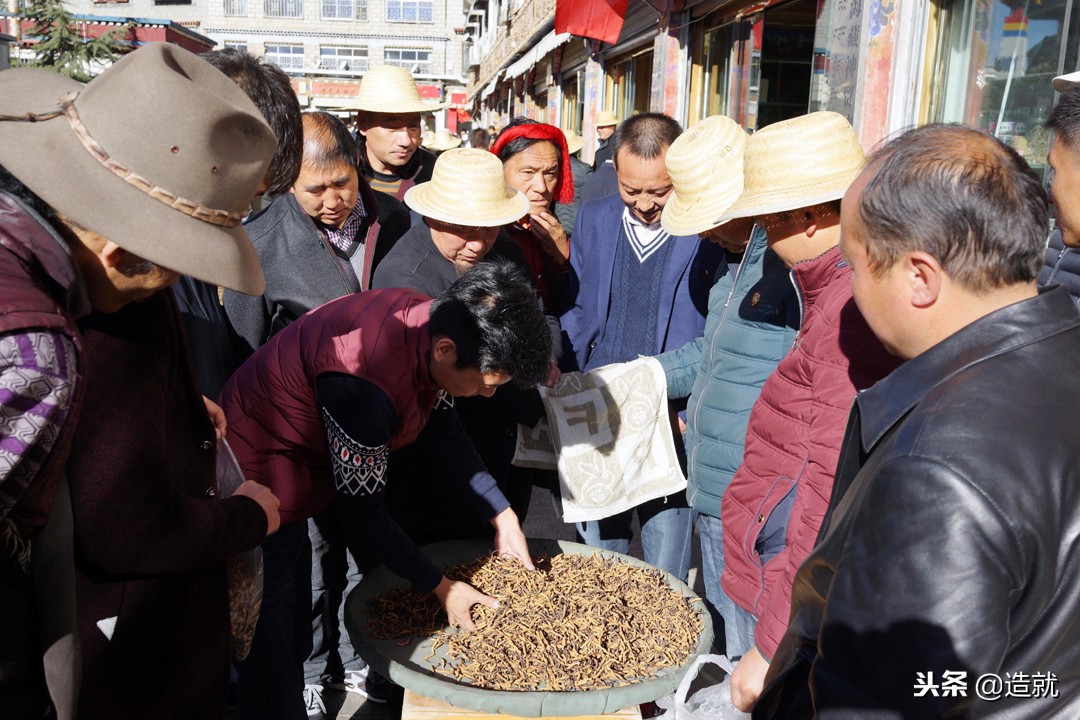 世上最珍贵的竹节虫,世界最珍贵寄生虫