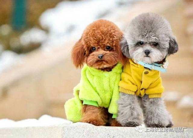 宠物狗小型犬品种排名大全及图片,性格温顺的小型犬有哪些