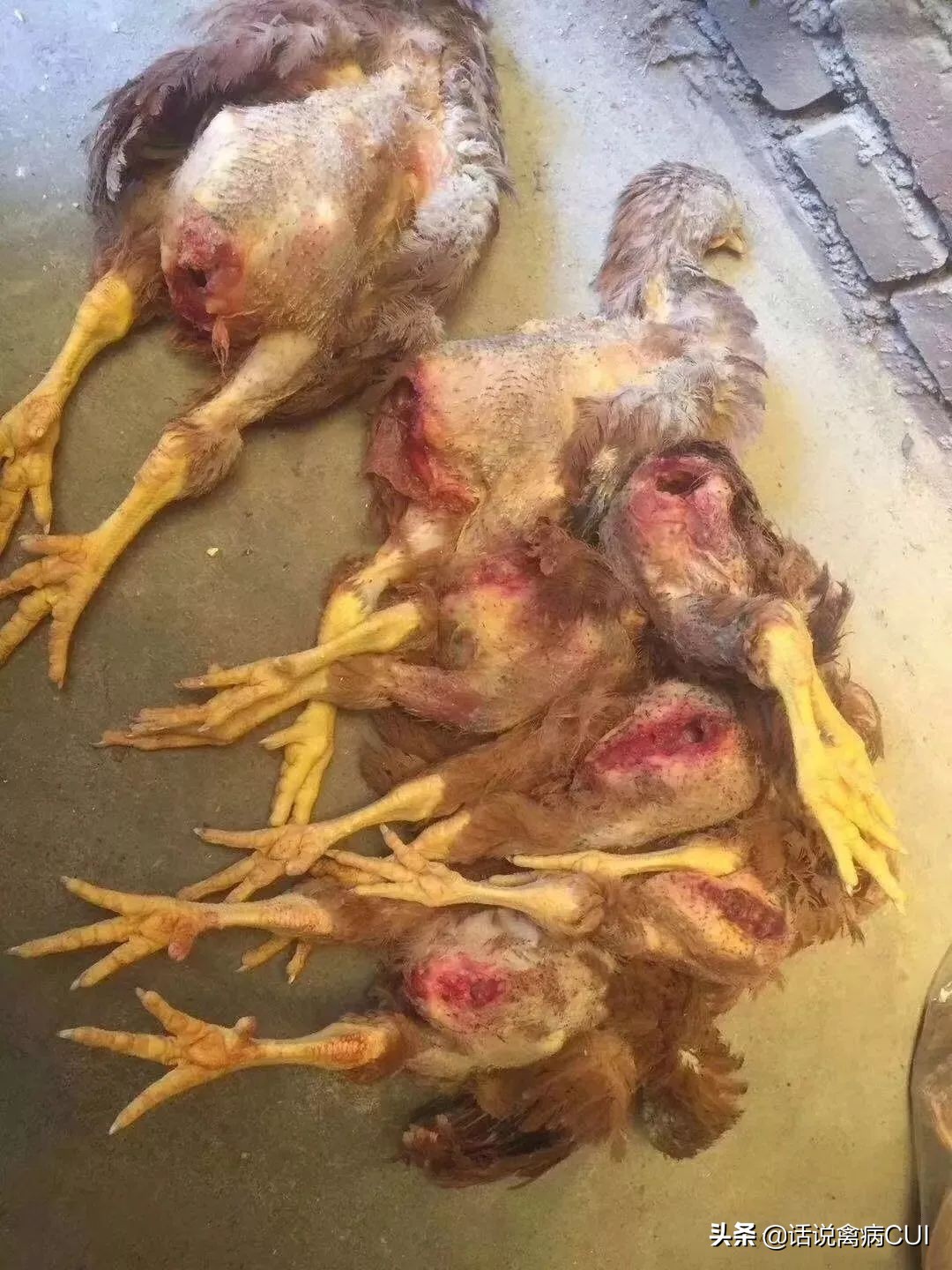 为什么小鸡在一起啄,小鸡苗总是互啄