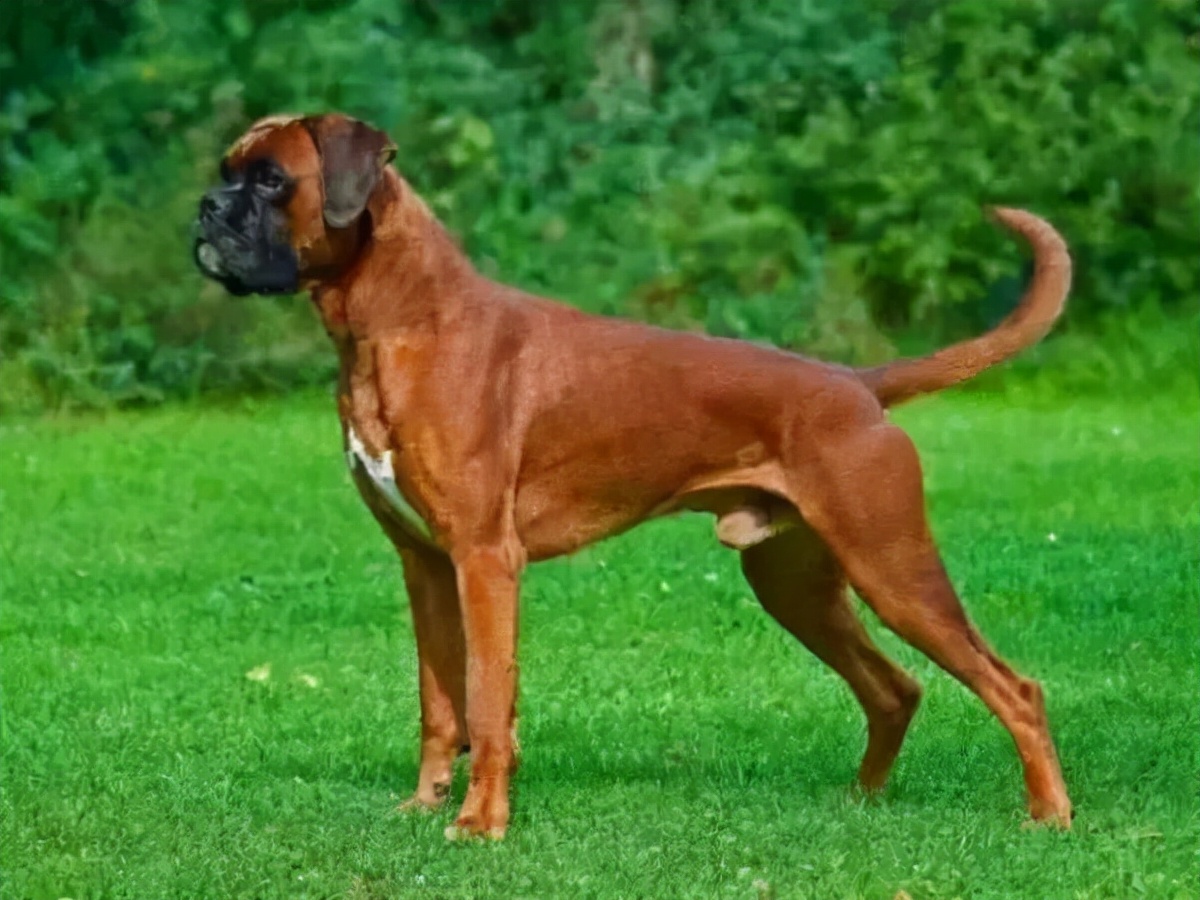 狗狗品种大全及介绍了解一下,狗狗品种怎么挑选最好看