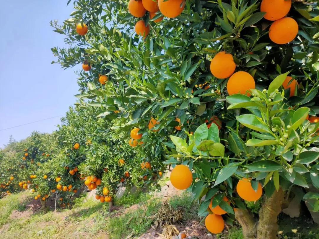 襄阳四季青水果批发市场位置,襄阳最大水果交易市场