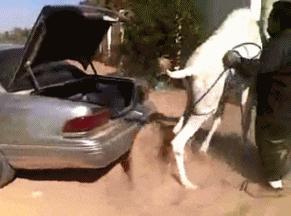 有一匹马不会动了是怎么回事,有一匹马不会动是怎么回事