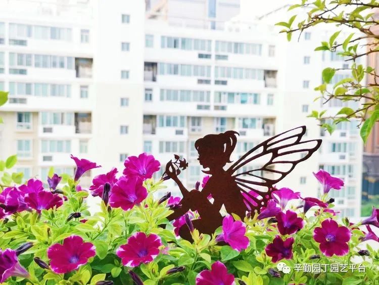 （2021）园丁奖阳台组《008号》星星的花园