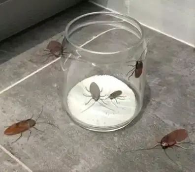 家中蟑螂怎么消灭最彻底,灭蟑王药是怎样消灭蟑螂的