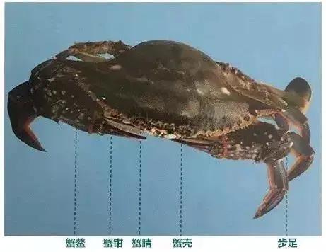 一学就会画教你一步一步画螃蟹,画螃蟹的步骤和方法