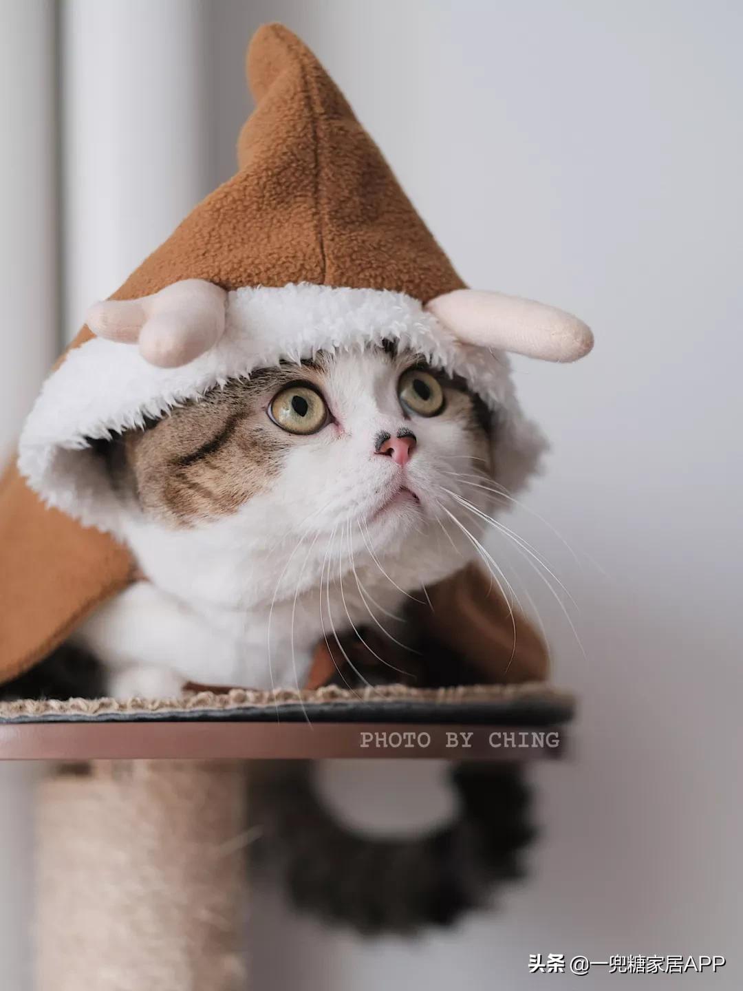 绉嶈崏鐢熸椿鏂瑰紡,绉嶈崏缁囧竷