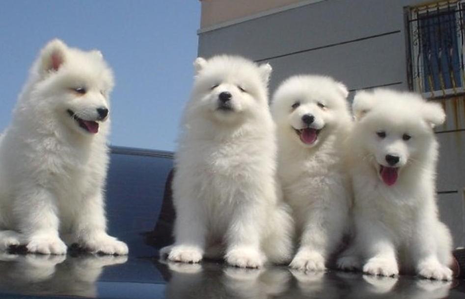 萨摩耶一天吃多少,萨摩耶一天吃多少肉最合适