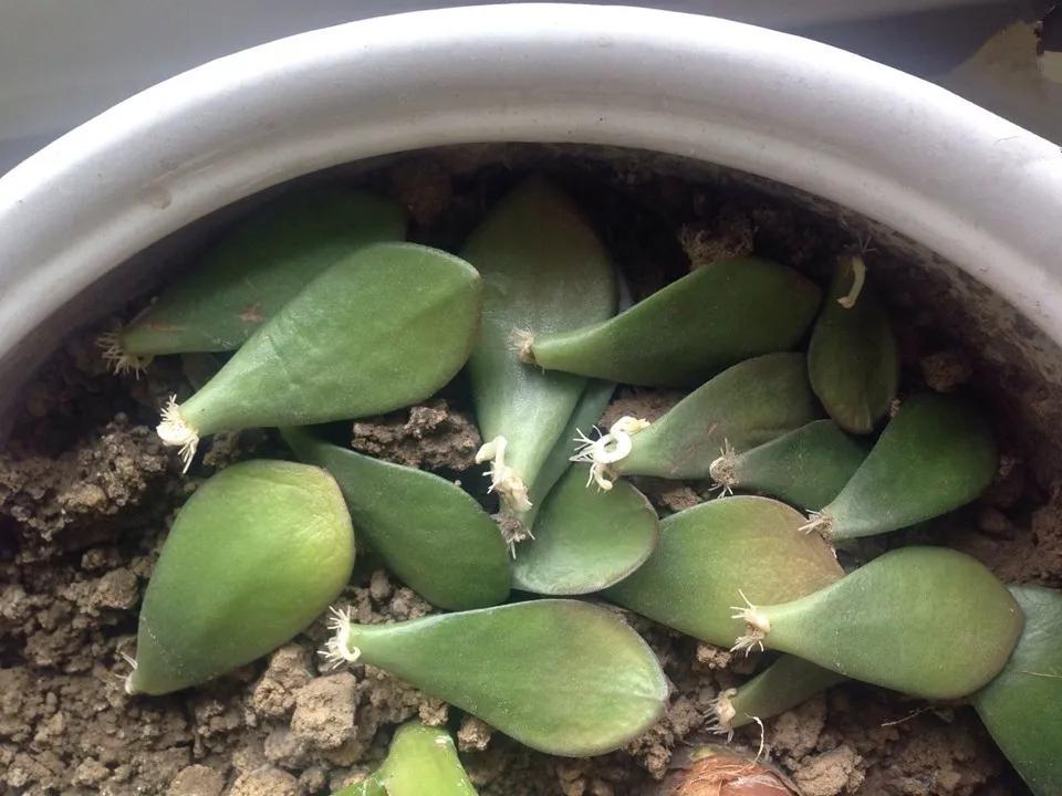 扦插花的养殖方法和技巧,养花扦插有妙招多肉