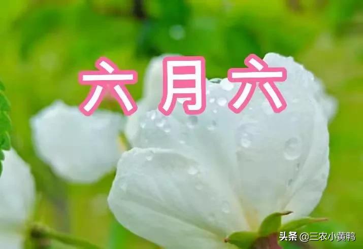 今天六月六，俗语“雨打六月六，四十五天暴”，啥意思？