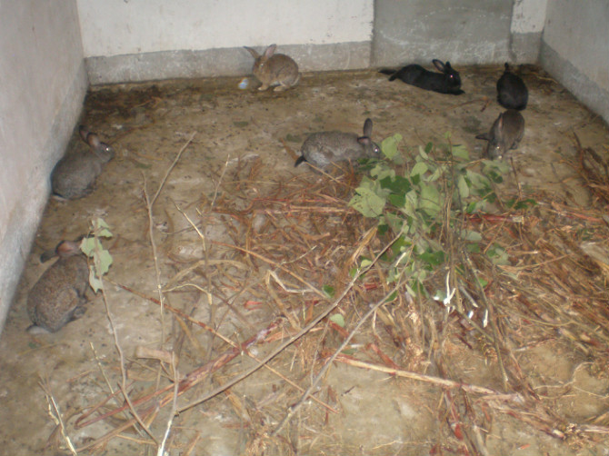 是你听神说的吗，养兔是一个利润极高的创业项目，我是不相信的