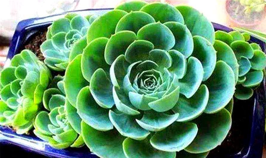 玉蝶侧芽怎么养成老桩,玉蝶老桩怎么修剪桩型