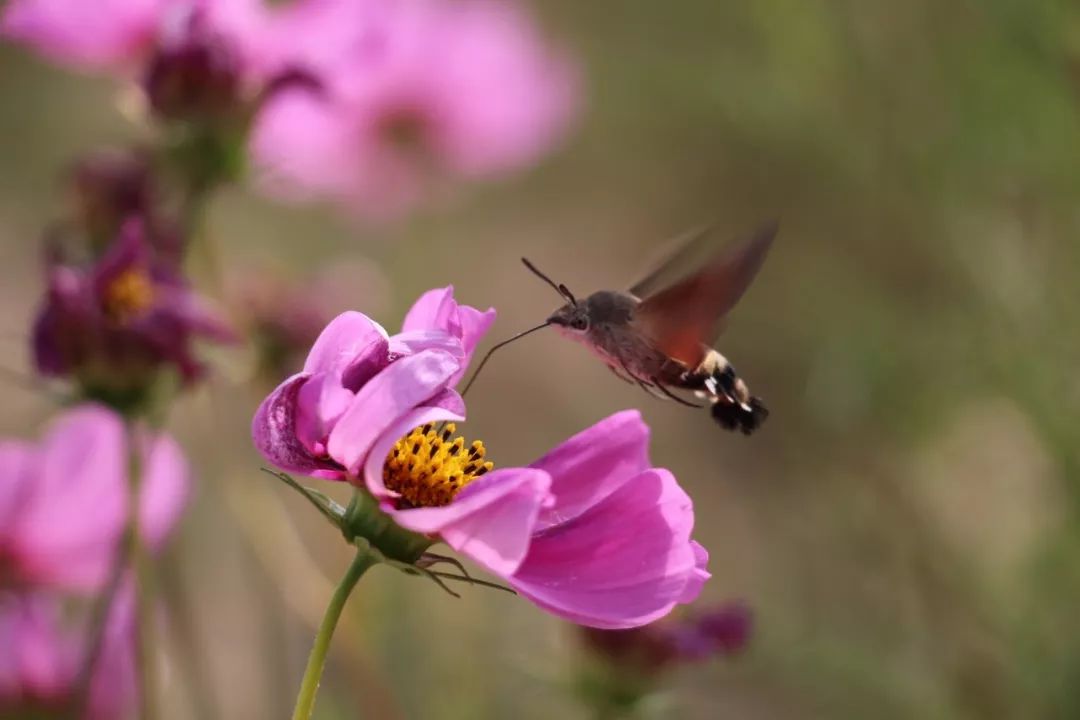 传说中的蛊虫真的有吗,传说中的扑棱蛾子