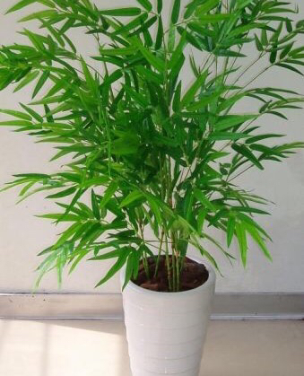 阳台养一盆茉莉,凤尾竹可以放阳台养吗