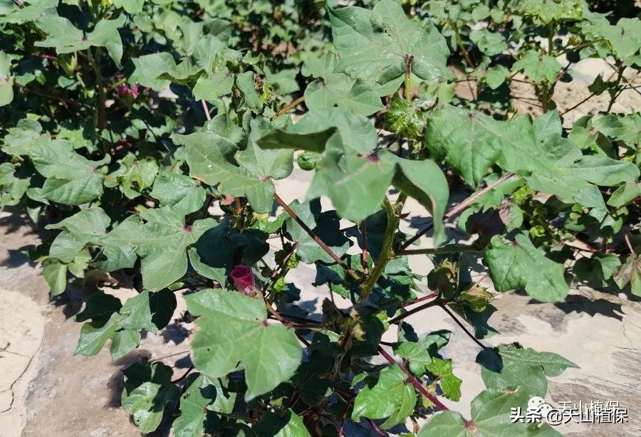 棉蚜的发生规律及防治,棉蚜虫害